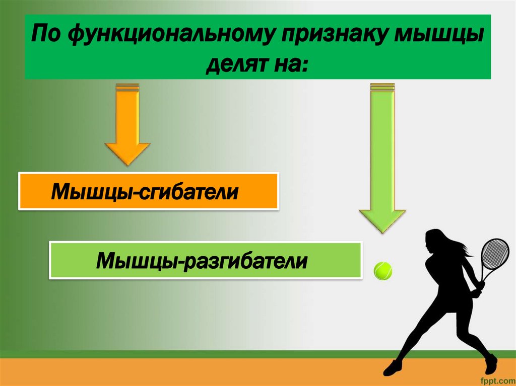 По функциональному признаку мышцы делят на: