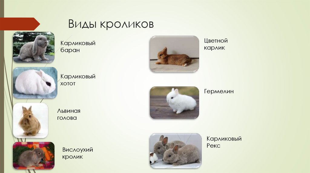 Виды кроликов