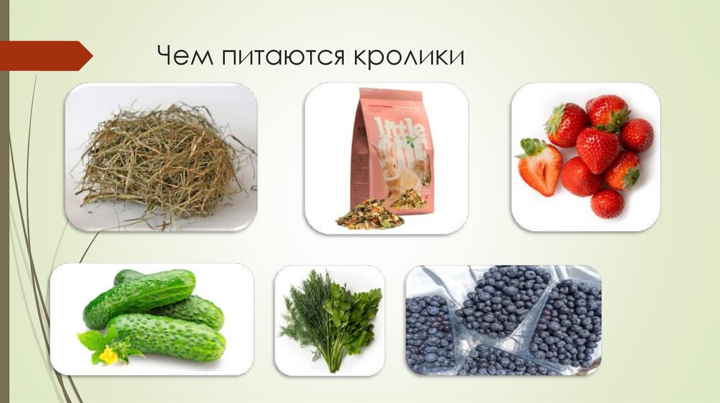 Чем питаются кролики