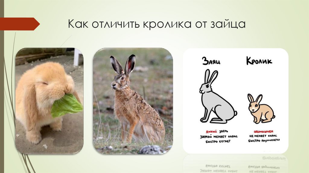 Как отличить кролика от зайца