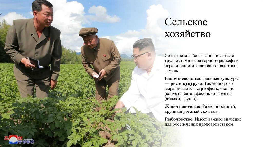 Сельское хозяйство