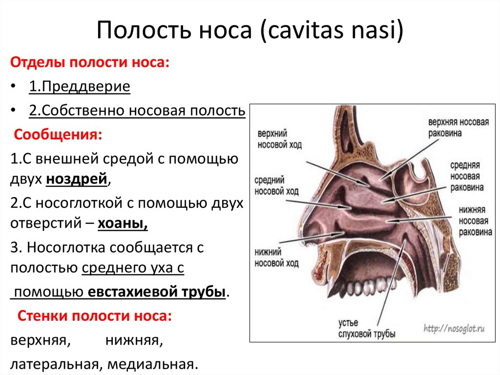 Полость носа (cavitas nasi)
