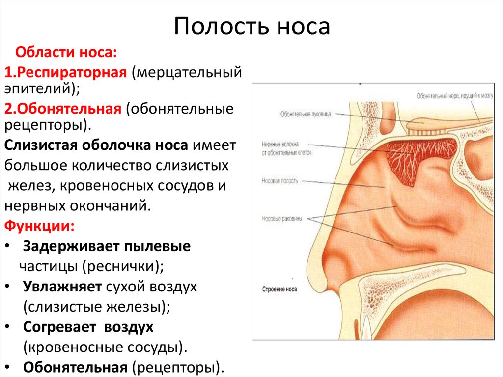 Полость носа