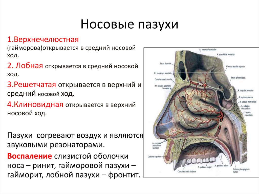 Носовые пазухи