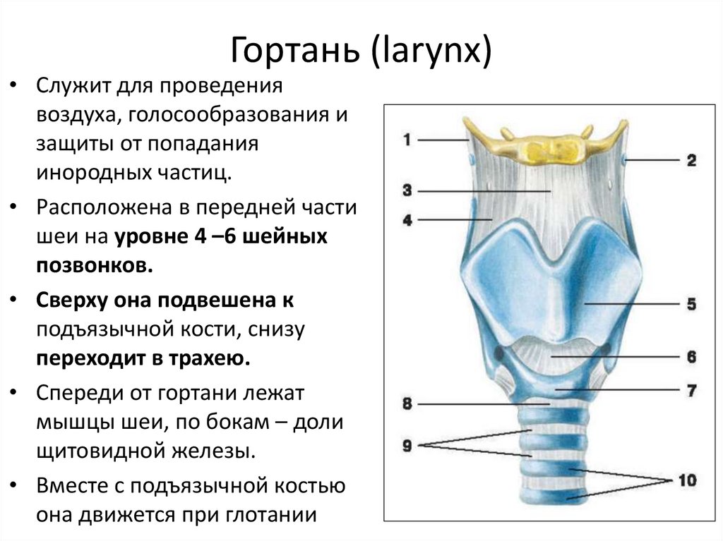 Гортань (larynx)