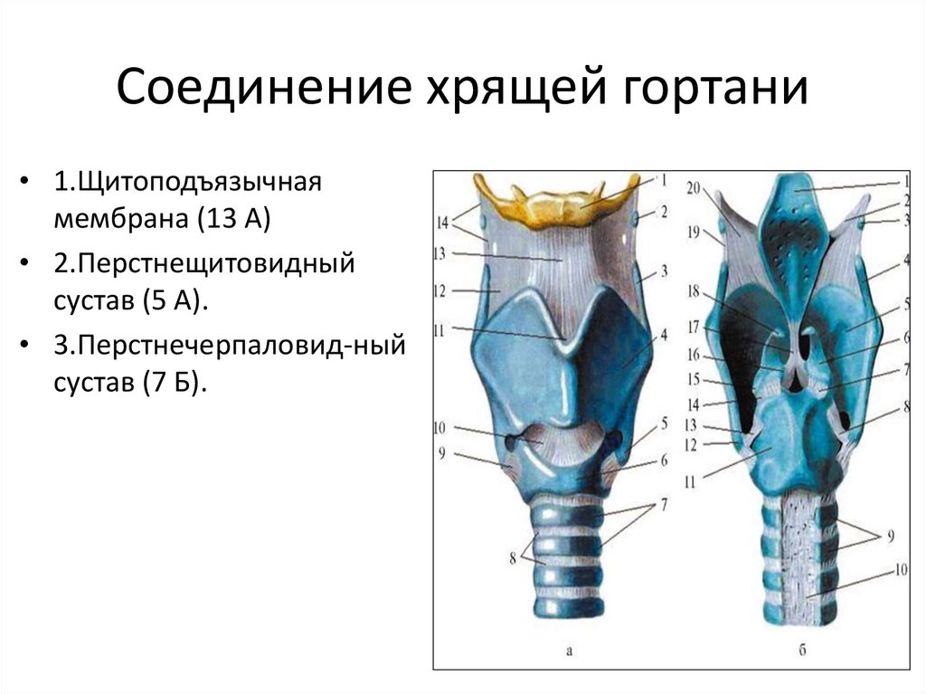 Соединение хрящей гортани