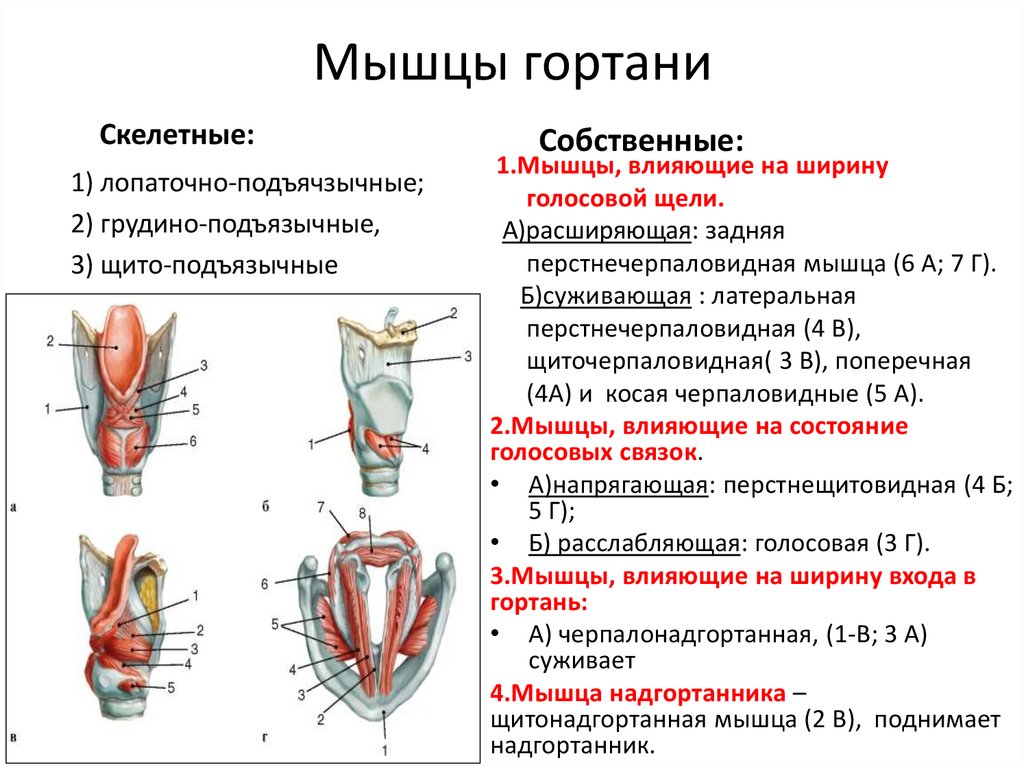 Мышцы гортани