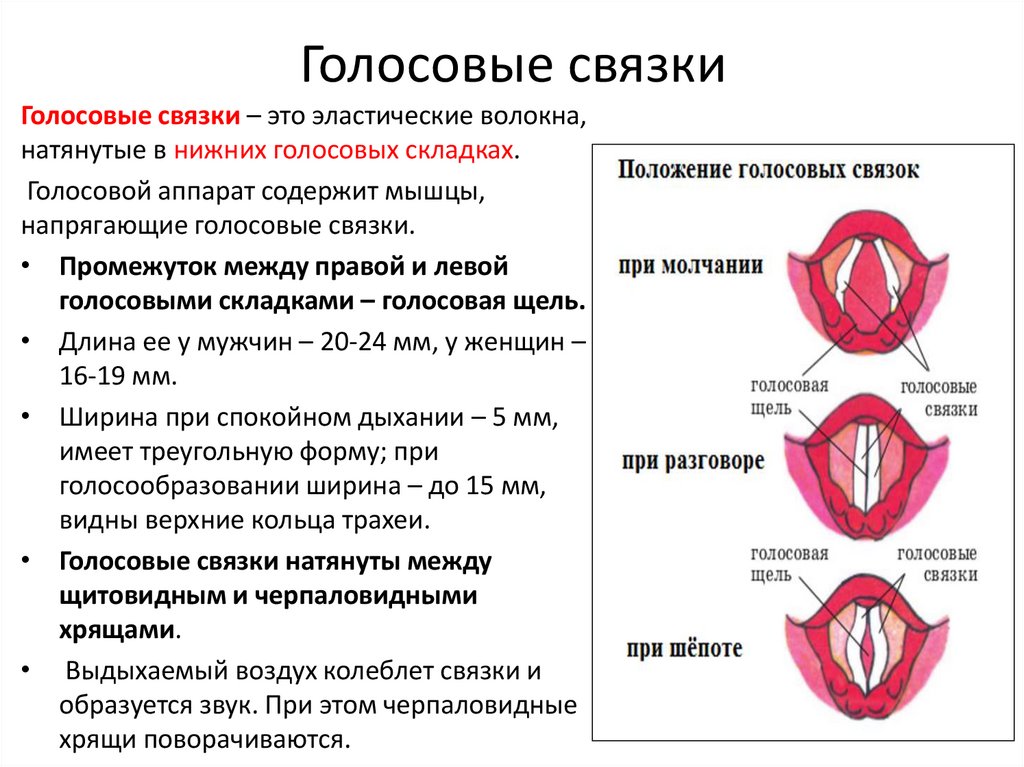 Голосовые связки