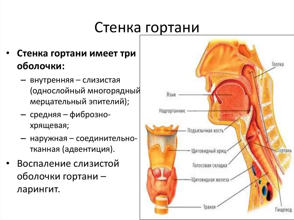 Стенка гортани