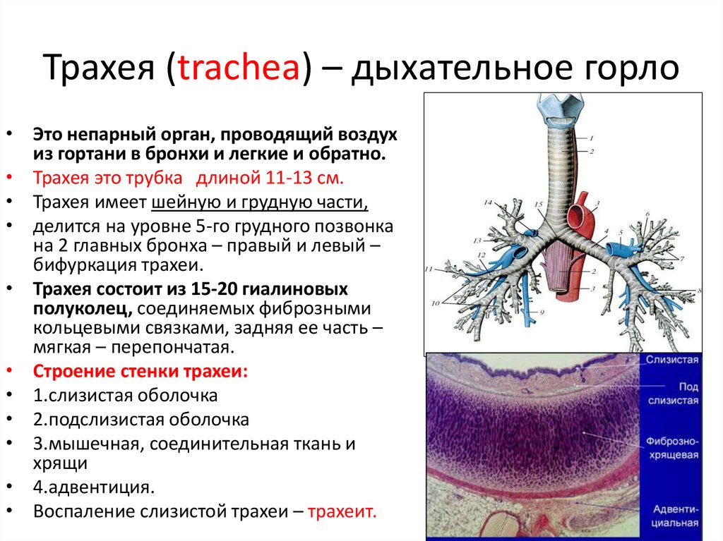 Трахея (trachea) – дыхательное горло