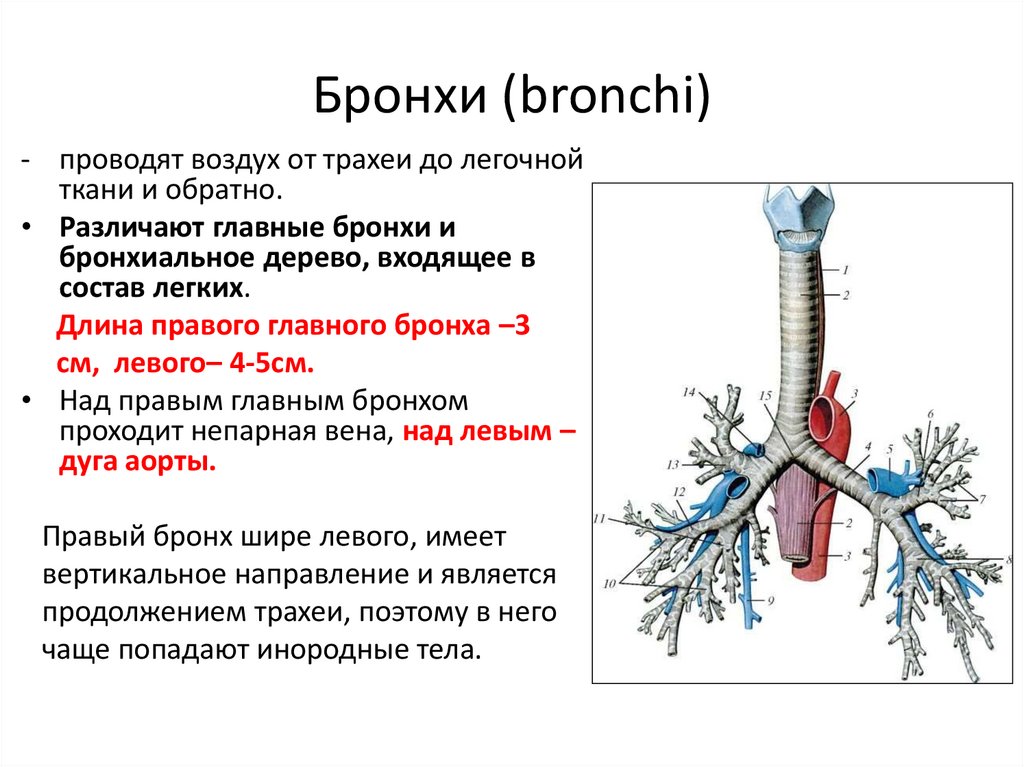 Бронхи (bronchi)