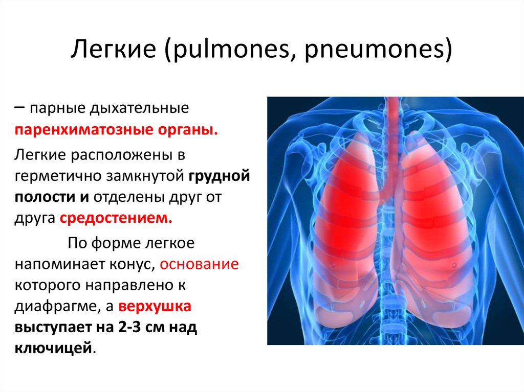 Легкие (pulmones, pneumones)