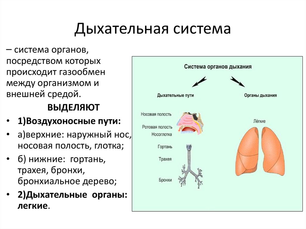 Дыхательная система