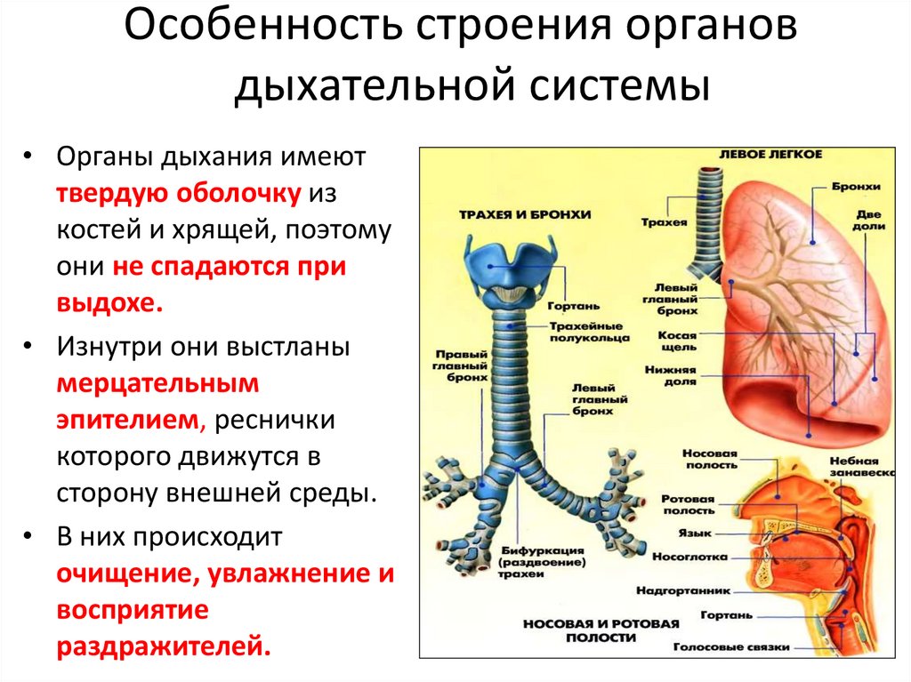 Особенность строения органов дыхательной системы