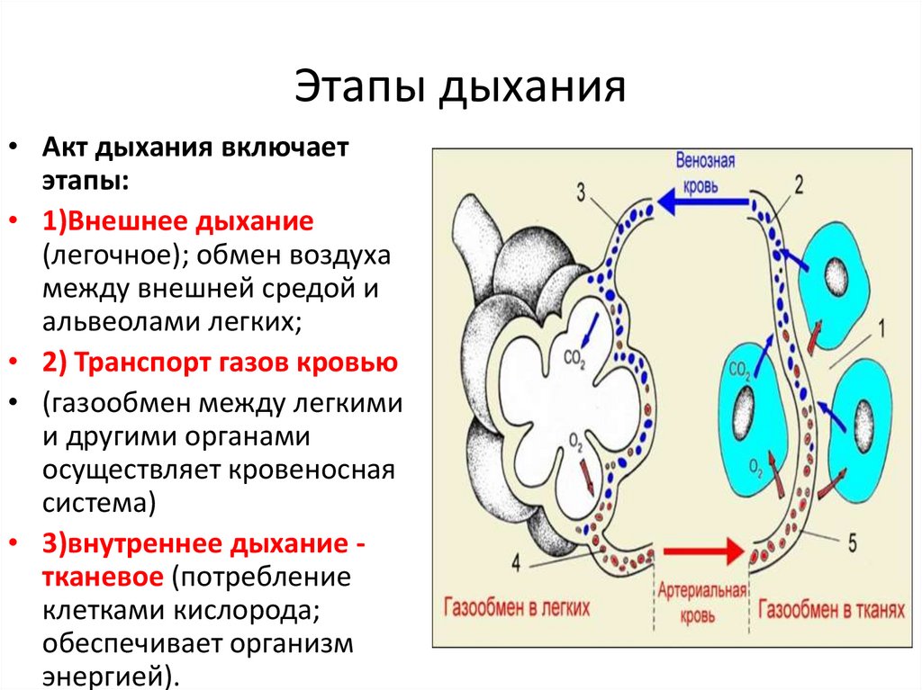 Этапы дыхания