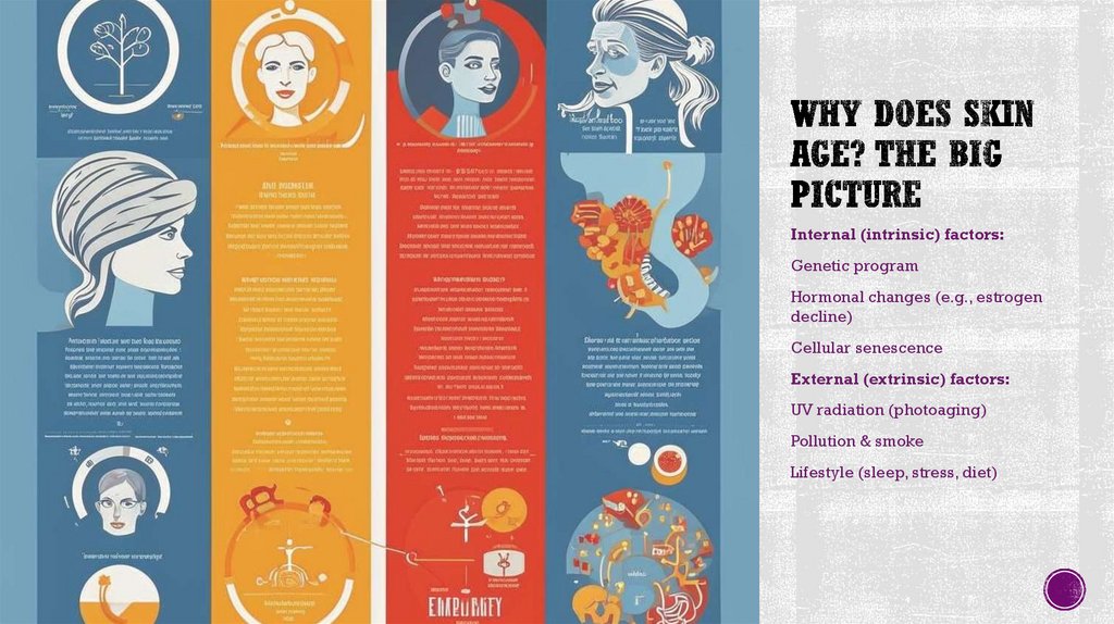 Why Does Skin Age? The Big Picture