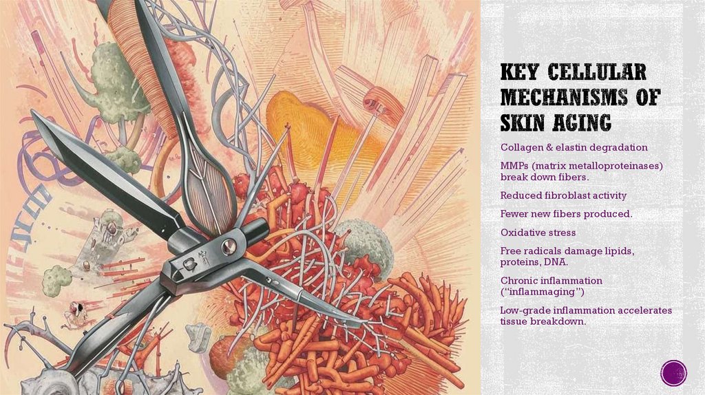 Key Cellular Mechanisms of Skin Aging