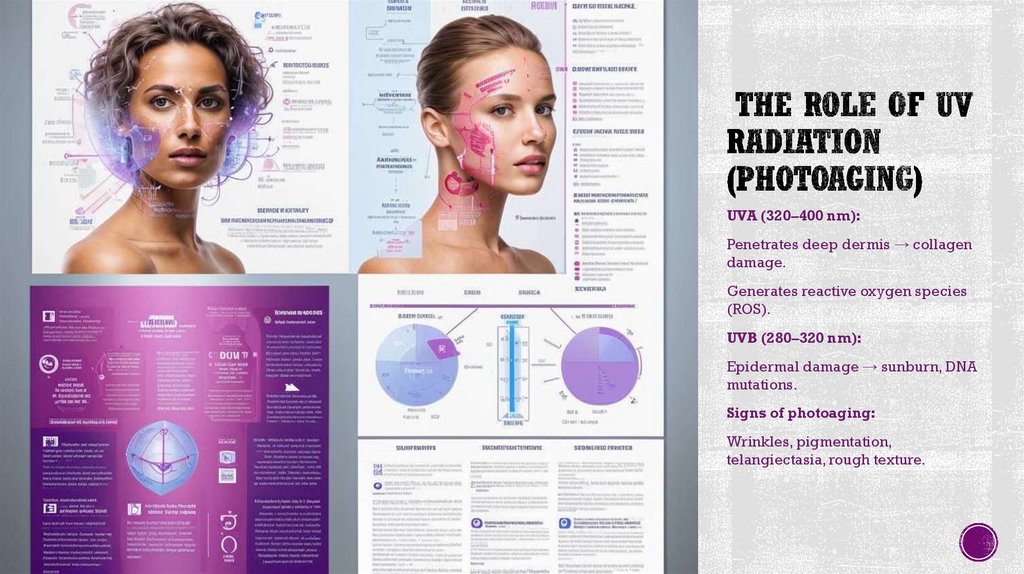 The Role of UV Radiation (Photoaging)