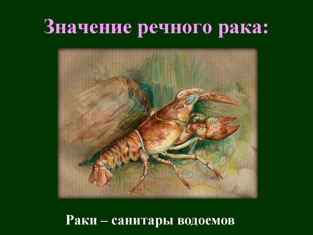 Значение речного рака: