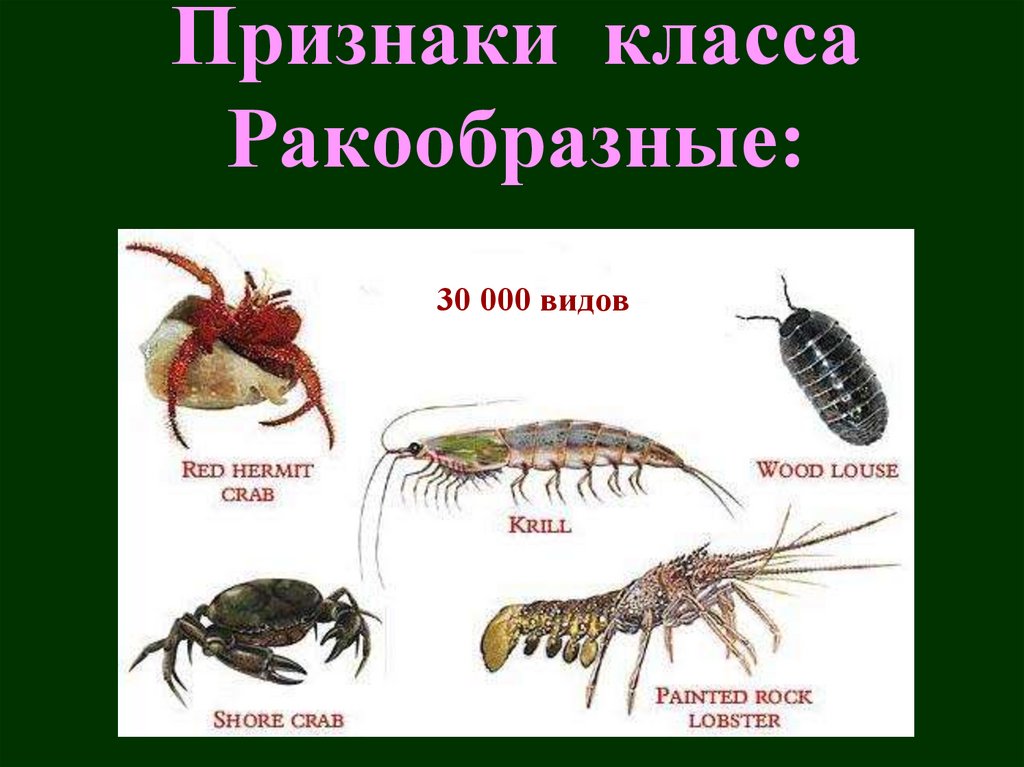 Признаки класса Ракообразные: