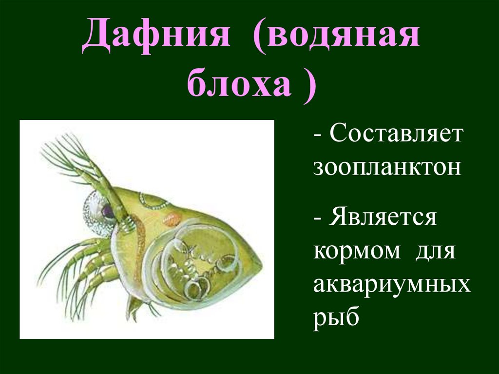 Дафния (водяная блоха )