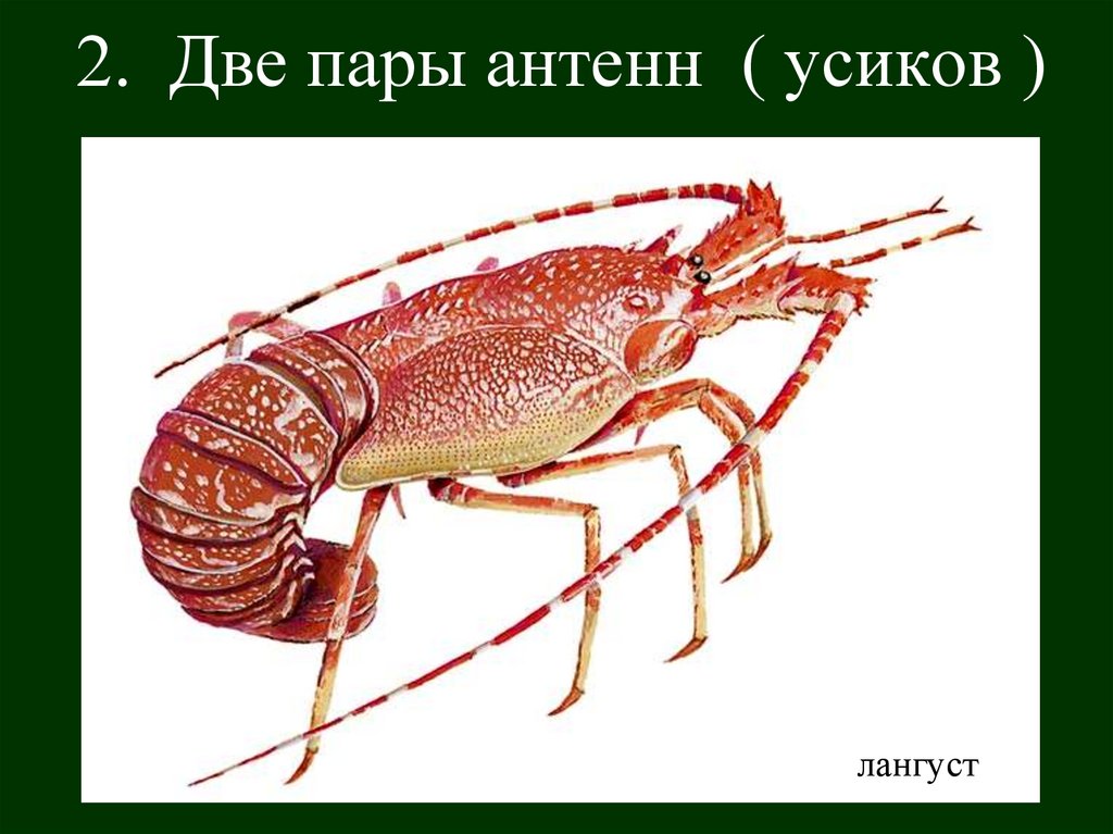2. Две пары антенн ( усиков )