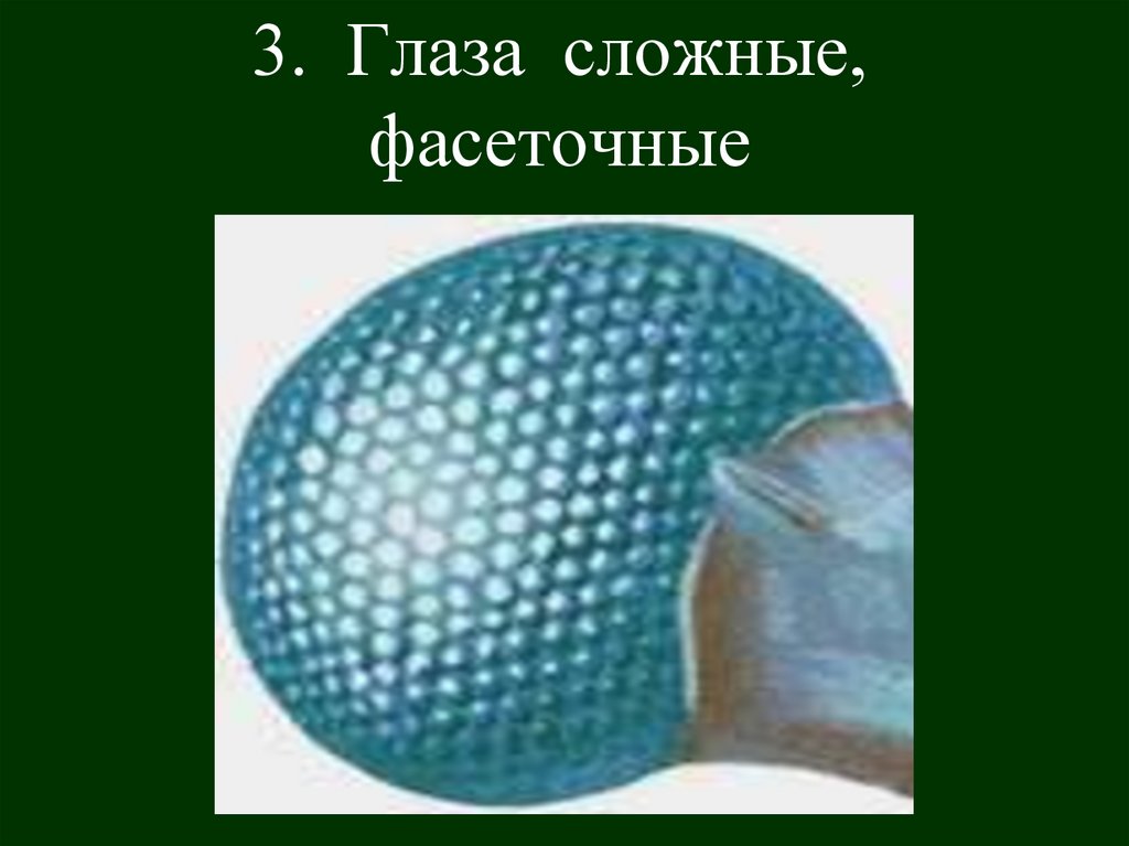 3. Глаза сложные, фасеточные