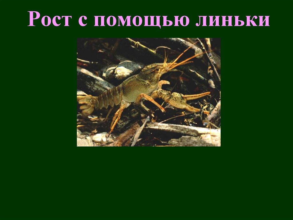 Рост с помощью линьки