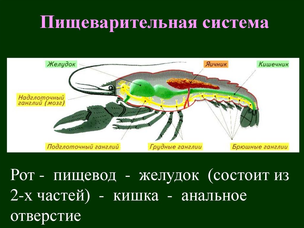 Пищеварительная система