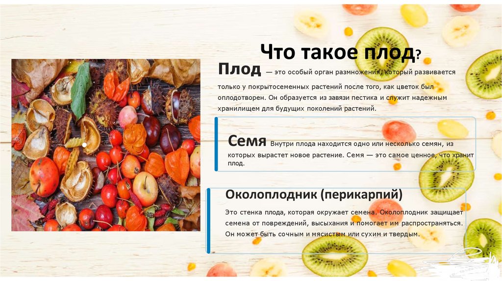 Что такое плод?