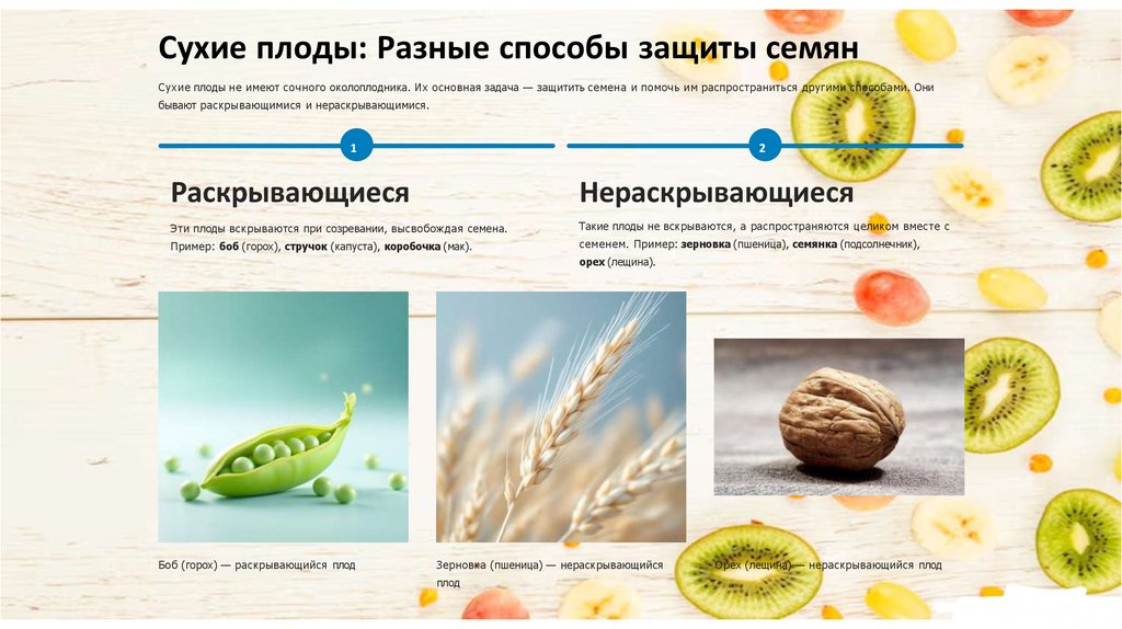 Сухие плоды: Разные способы защиты семян