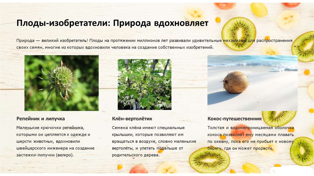 Плоды-изобретатели: Природа вдохновляет