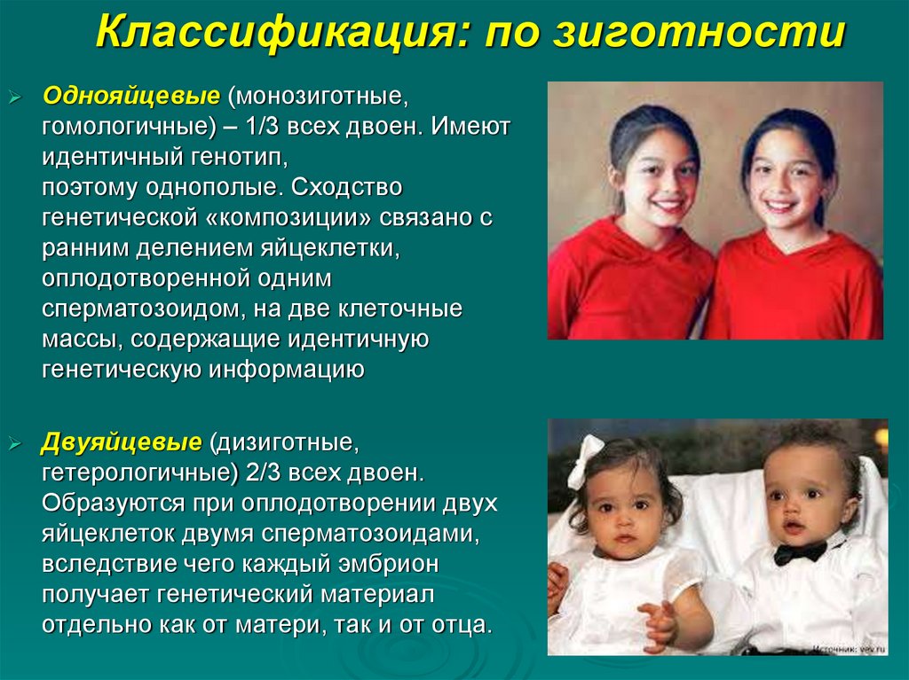 Классификация: по зиготности
