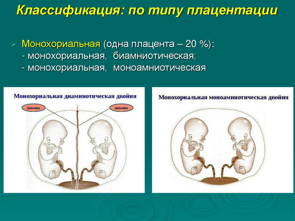 Классификация: по типу плацентации