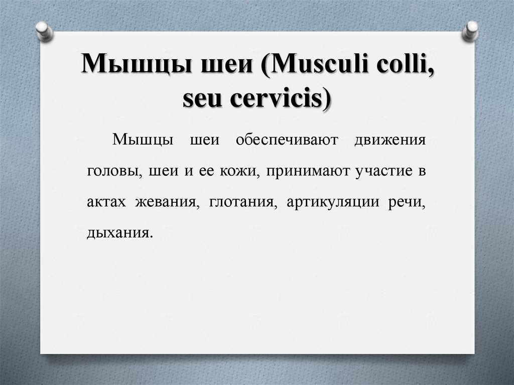 Мышцы шеи (Musculi colli, seu cervicis)