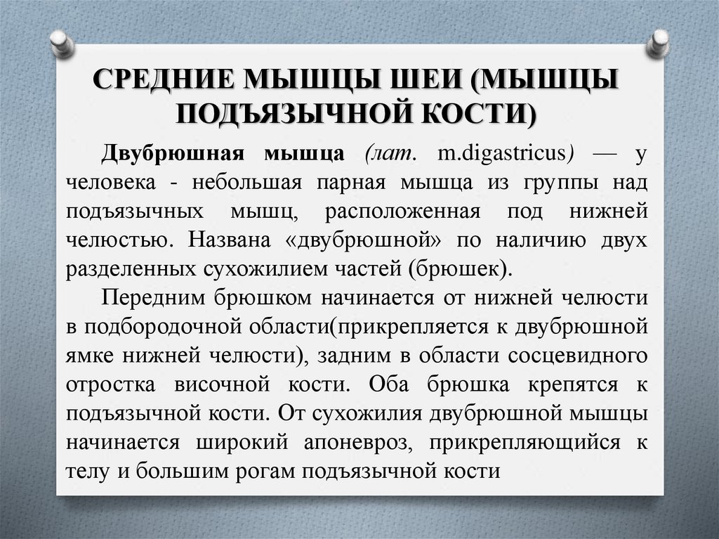 СРЕДНИЕ МЫШЦЫ ШЕИ (МЫШЦЫ ПОДЪЯЗЫЧНОЙ КОСТИ)