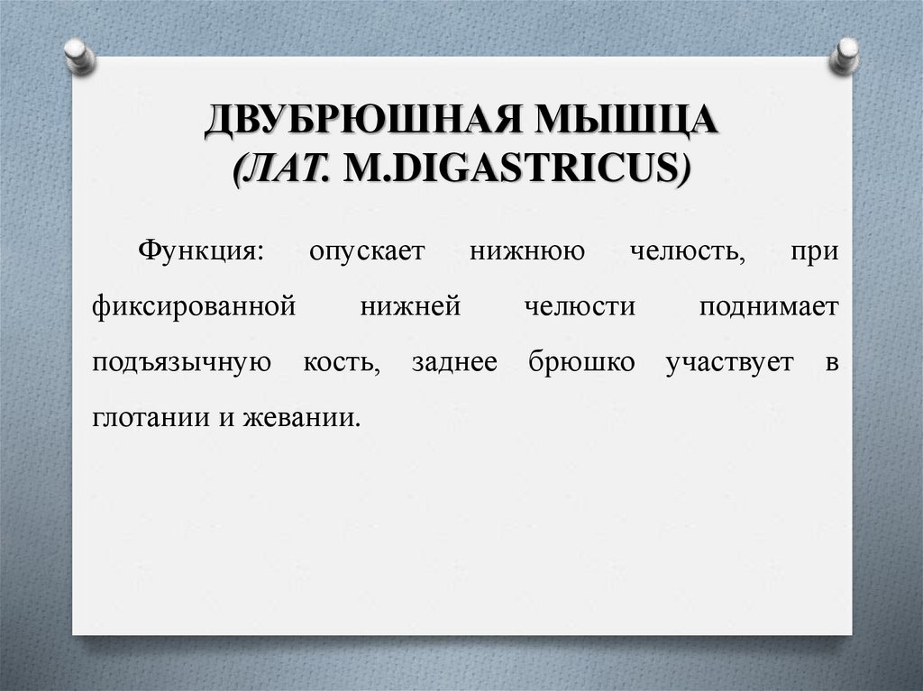 ДВУБРЮШНАЯ МЫШЦА (ЛАТ. M.DIGASTRICUS)