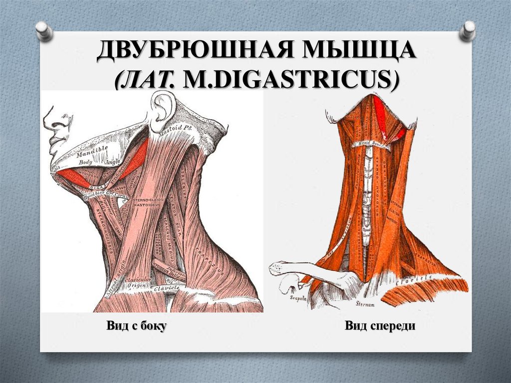 ДВУБРЮШНАЯ МЫШЦА (ЛАТ. M.DIGASTRICUS)
