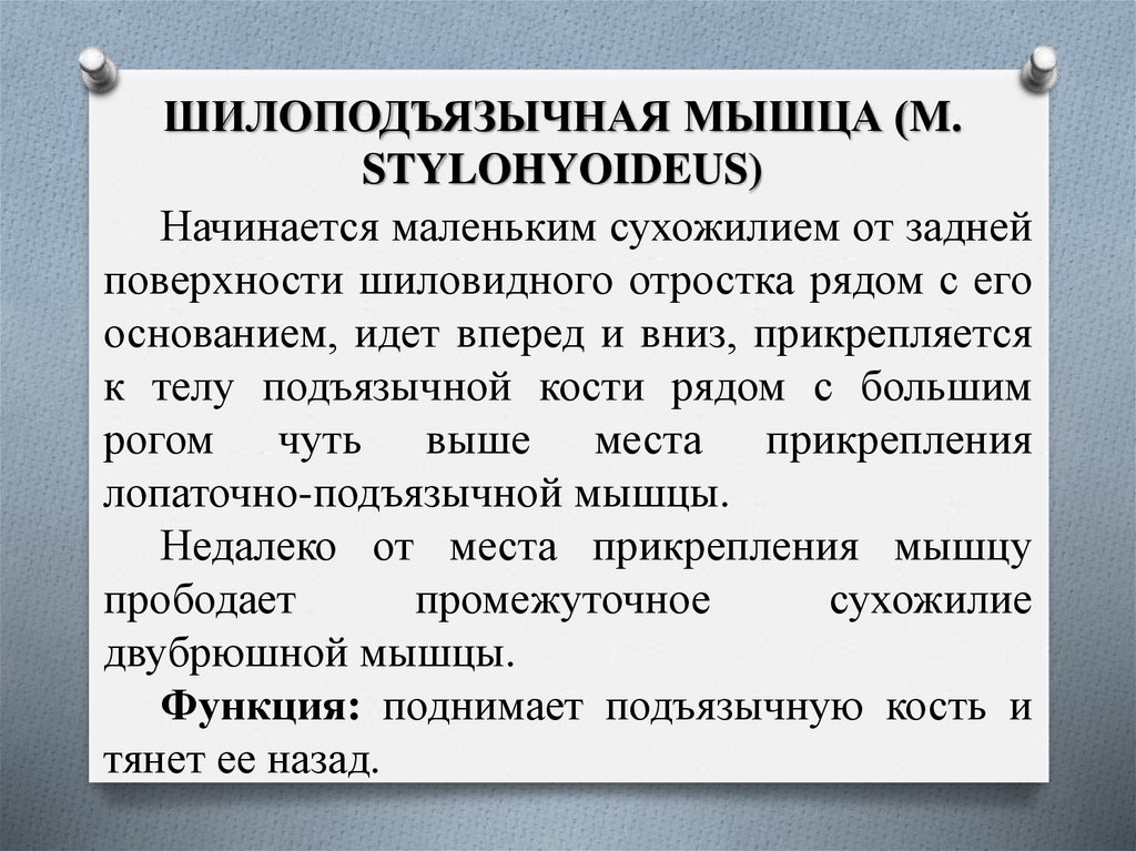 ШИЛОПОДЪЯЗЫЧНАЯ МЫШЦА (M. STYLOHYOIDEUS)