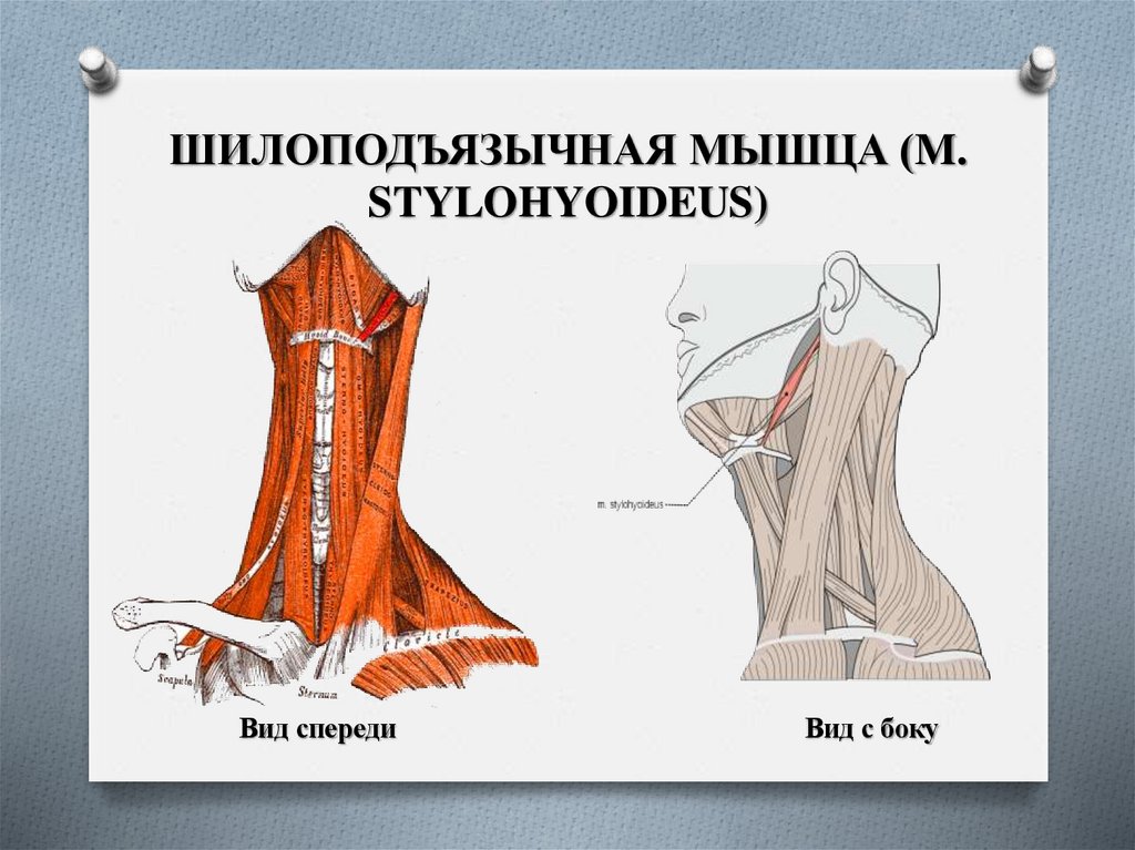 ШИЛОПОДЪЯЗЫЧНАЯ МЫШЦА (M. STYLOHYOIDEUS)
