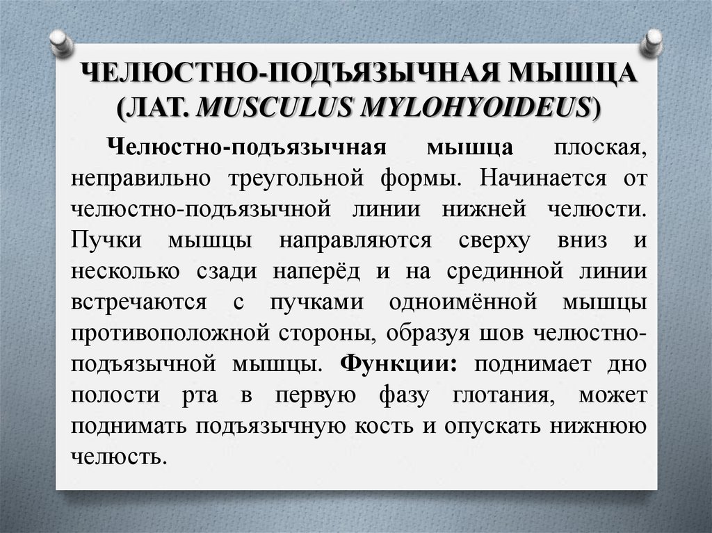 ЧЕЛЮСТНО-ПОДЪЯЗЫЧНАЯ МЫШЦА (ЛАТ. MUSCULUS MYLOHYOIDEUS)