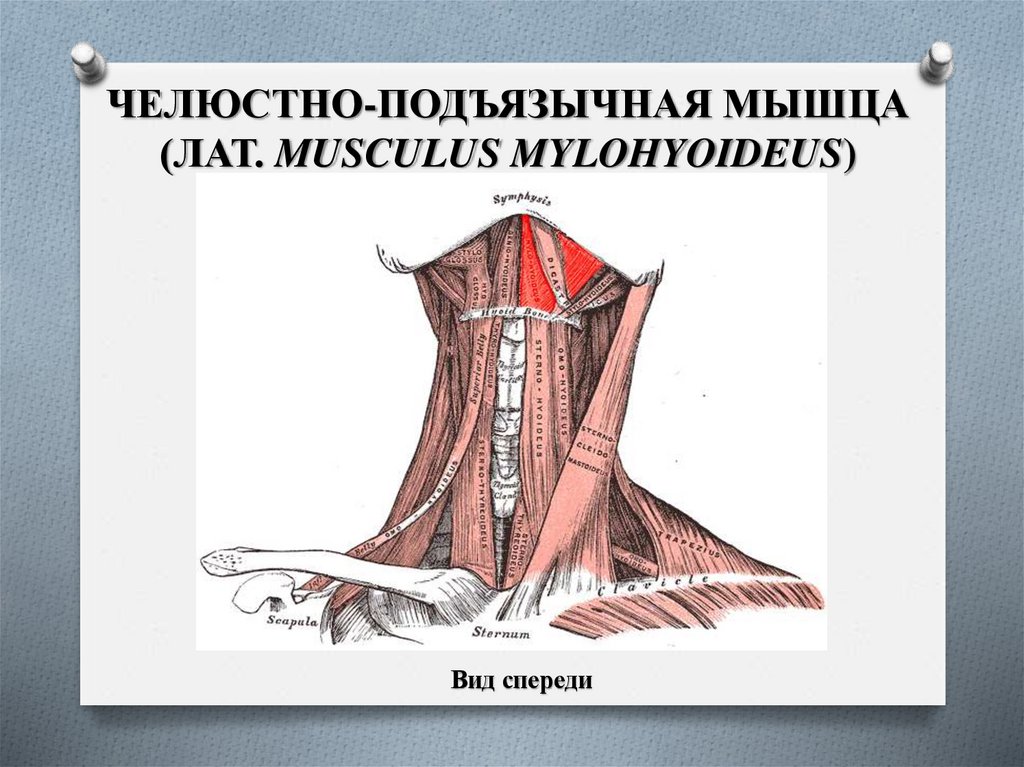 ЧЕЛЮСТНО-ПОДЪЯЗЫЧНАЯ МЫШЦА (ЛАТ. MUSCULUS MYLOHYOIDEUS)