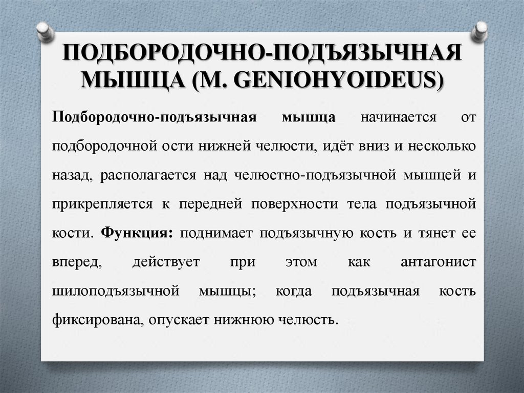 ПОДБОРОДОЧНО-ПОДЪЯЗЫЧНАЯ МЫШЦА (M. GENIOHYOIDEUS)