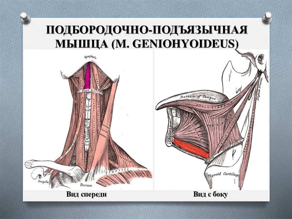 ПОДБОРОДОЧНО-ПОДЪЯЗЫЧНАЯ МЫШЦА (M. GENIOHYOIDEUS)