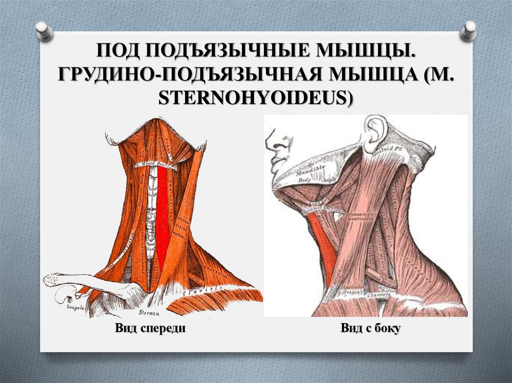 ПОД ПОДЪЯЗЫЧНЫЕ МЫШЦЫ. ГРУДИНО-ПОДЪЯЗЫЧНАЯ МЫШЦА (M. STERNOHYOIDEUS)