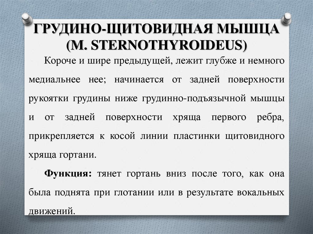 ГРУДИНО-ЩИТОВИДНАЯ МЫШЦА (M. STERNOTHYROIDEUS)