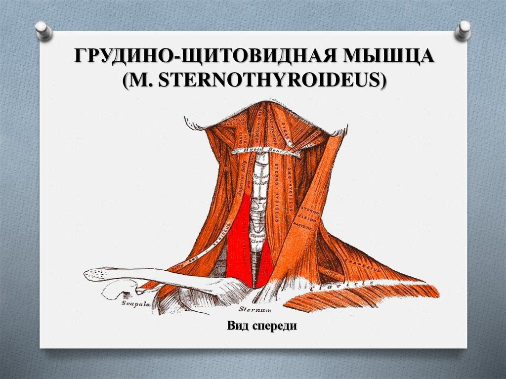 ГРУДИНО-ЩИТОВИДНАЯ МЫШЦА (M. STERNOTHYROIDEUS)