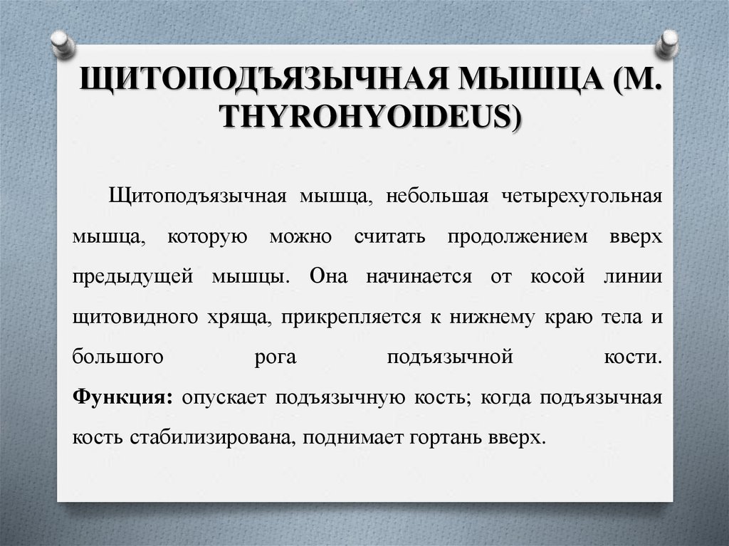 ЩИТОПОДЪЯЗЫЧНАЯ МЫШЦА (M. THYROHYOIDEUS)