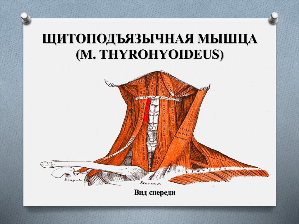ЩИТОПОДЪЯЗЫЧНАЯ МЫШЦА (M. THYROHYOIDEUS)