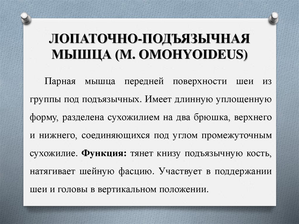 ЛОПАТОЧНО-ПОДЪЯЗЫЧНАЯ МЫШЦА (M. OMOHYOIDEUS)